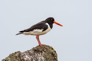 Ústřičník velký (Haematopus ostralegus) – Julian Popov / Shutterstock