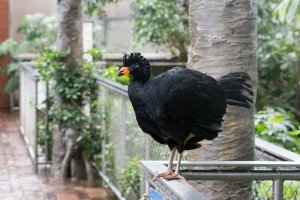 Hoko korunkatý (Crax globulosa) – Elliotte Rusty Harold / Shutterstock