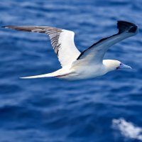 Terej maskový (Sula dactylatra) – Mariusz Bugno / Shutterstock