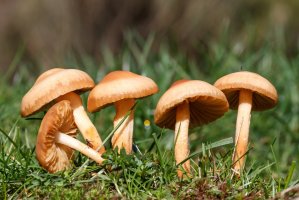 Špička obecná (Marasmius oreades) – LFRabanedo / Shutterstock