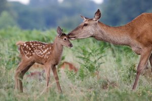 Jelen evropský (Cervus elaphus), laň s kolouchem – shaftinaction / Shutterstock