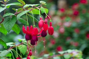 Fuchsia magellanica – yod67 / Shutterstock