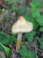 Vláknice kuželovitá (Inocybe rimosa) – Henri Koskinen / Shutterstock