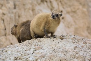 Daman skalní (Procavia capensis) – Ilan Ejzykowicz / Shutterstock