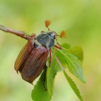 Chroust obecný (Melolontha melolontha) – Zheltyshev / Shutterstock