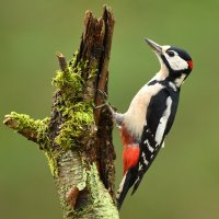 Strakapoud velký (Dendrocopos major) – Piotr Krzeslak / Shutterstock