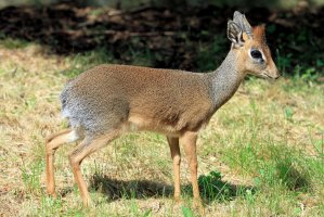 Dikdik Kirkův (Madoqua kirkii) – Michal Sloviak / Shutterstock