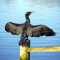 Kormorán velký (Phalacrocorax carbo) – Kenneth William Caleno / Shutterstock