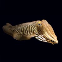 Sépie obecná (Sepia officinalis) – Bill Kennedy / Shutterstock