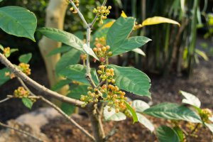 Kolovník zašpičatěláÝ (Cola acuminata) – lennystan / Shutterstock