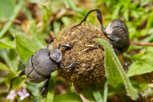 Vrubouni (Scarabaeus laticollis) s kuličkou trusu – Macronatura.es / Shutterstock