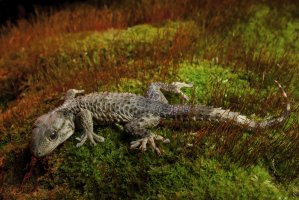 Gekon turecký (Hemidactylus turcicus) – Stefano Buttafoco / Shutterstock