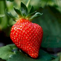 Jahoda – Justus Menke / Unsplash