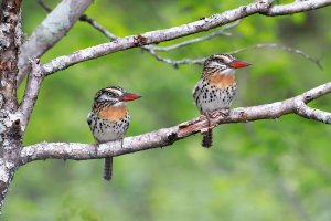 Lenivka tečkovaná (Nystalus maculatus) – Rafael Cerqueira / Shutterstock
