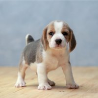 Štěně – Sigma_S / Shutterstock