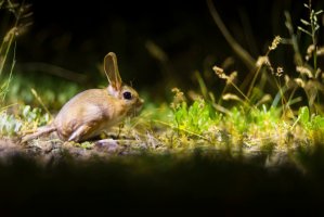 Frček Williamsův (Allactaga williamsi) – serkan mutan / Shutterstock