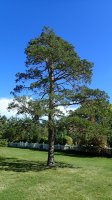 Borovice banksovka (Pinus banksiana) – Dan4Earth / Shutterstock
