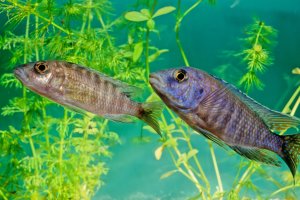 Tlamovec svítivý (Placidochromis electra) – Roberto Dani / Shutterstock