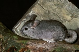 Činčila vlnatá (Chinchilla laniger) – slowmotiongli / Shutterstock