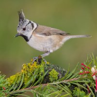Sýkora parukářka (Lophophanes cristatus) – Pedro Valverde Facal / Shutterstock