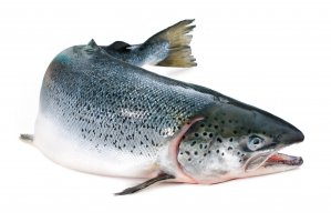 Losos obecný (Salmo salar) – Alexander Raths / Shutterstock