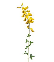 Čilimník černající (Cytisus nigricans) – Emilio100 / Shutterstock