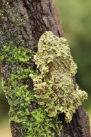 Drsnokožka kornatá (Theloderma corticale) – Miroslav Hlavko / Shutterstock