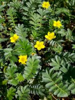 Mochna husí (Potentilla anserina) – Manfred Ruckszio / Shutterstock