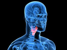 Hrtan (larynx), 3D ilustrace – SciePro / Shutterstock