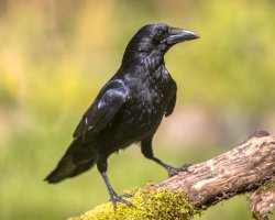 Vrána obecná (Corvus corone) – Rudmer Zwerver / Shutterstock