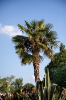 Palma sabalová (Sabal palmetto) – StockTom / Shutterstock