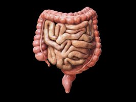 Tlusté a tenké střevo člověka, 3D ilustrace – Madrock24 / Shutterstock