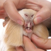 Hlodáky morčete – chrisbrignell / Shutterstock