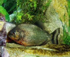 Piraňa tmavá (Serrasalmus piraya) – slowmotiongli / Shutterstock