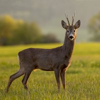 Srnec obecný (Capreolus capreolus) – JakubMrocek / Depositphotos