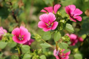 Kvetoucí slézovka trojklanná (Malope trifida), růžová varieta – Kazakov Maksim / Shutterstock