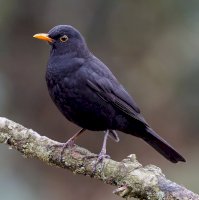 Kos černý (Turdus merula) – Menno Schaeffer / Shutterstock