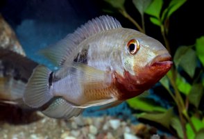 Akara rudohlavá (Aequidens tetramerus) – Andrzej Zabawski / Shutterstock