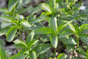 Bažanka vytrvalá (Mercurialis perennis) – Orest lyzhechka / Shutterstock