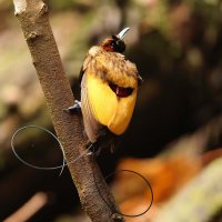 Samec rajky spiráloocasé (Diphyllodes magnificus) – feathercollector / Shutterstock