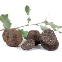 Lanýž pravý (Tuber melanosporum) – cynoclub / Depositphotos