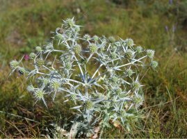 Máčka ladní (Eryngium campestre) – avoferten / Shutterstock