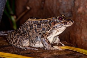 Hvízdalka (Leptodactylus latrans) – Vinicius R. Souza / Shutterstock