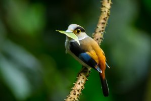 Loboš stříbroprsý (Serilophus lunatus), Národní park Kaeng Krachan, Thajsko – kajornyot wildlife photography / Shutterstock