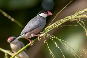 Rýžovník šedý (Padda oryzivora) – Alen Thien / Shutterstock