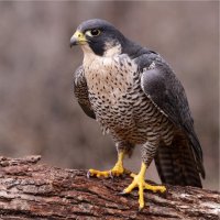 Sokol stěhovavý (Falco peregrinus) – Chris Hill / Shutterstock