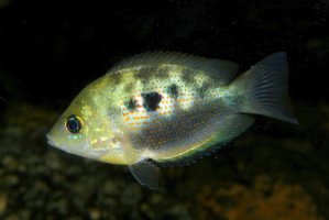 Skvrnivec žlutý (Etroplus maculatus) – Michal Sloviak / Shutterstock