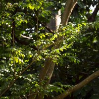 Vonodřev balzámový (Myroxylon balsamum) – Skyprayer2005 / Shutterstock