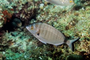 Mořan příčnopruhý (Diplodus sargus) – Gerald Robert Fischer / Shutterstock