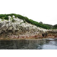 Tučňáci snarští na ostrově Snares – Agami Photo Agency / Shutterstock